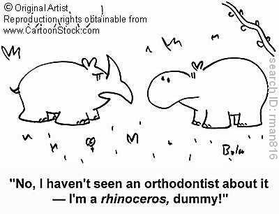 ortho rhino.jpg